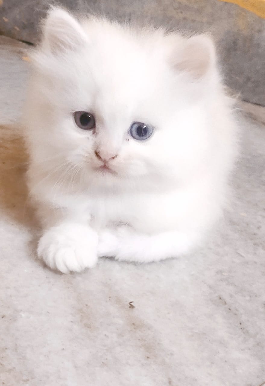 Cat Image