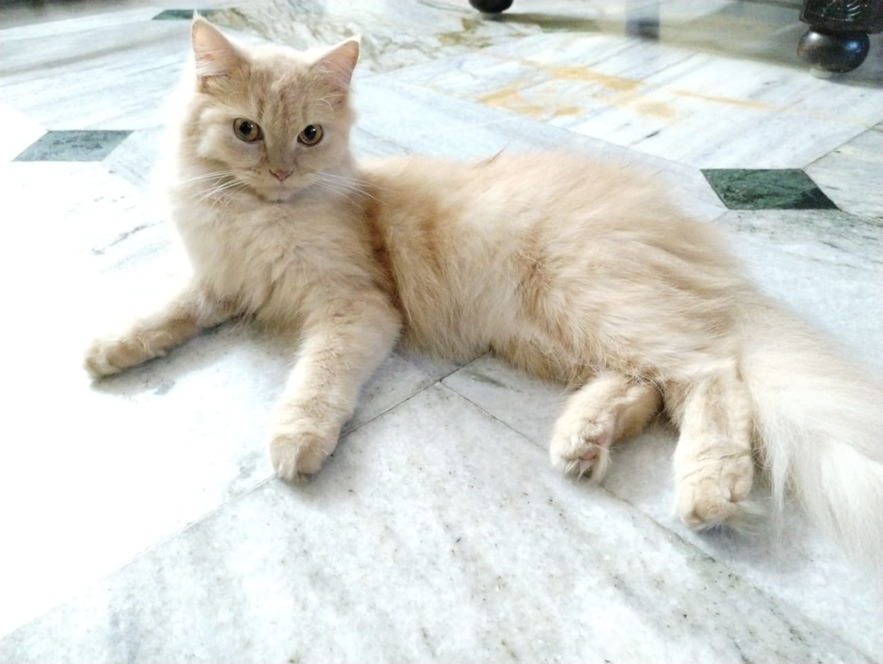 Cat Image