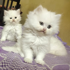 Cat Image