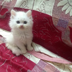 Cat Image