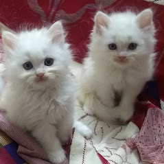 Cat Image