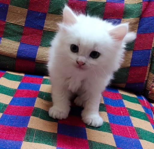 Cat Image