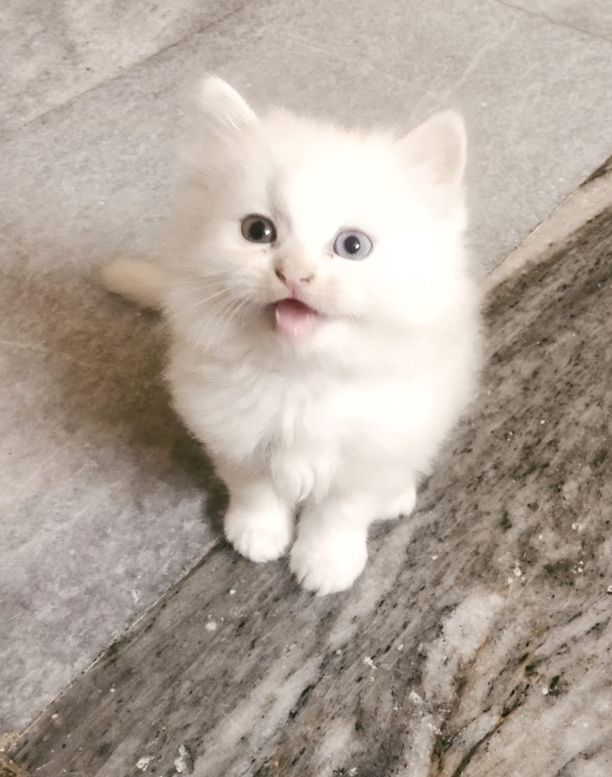 Cat Image
