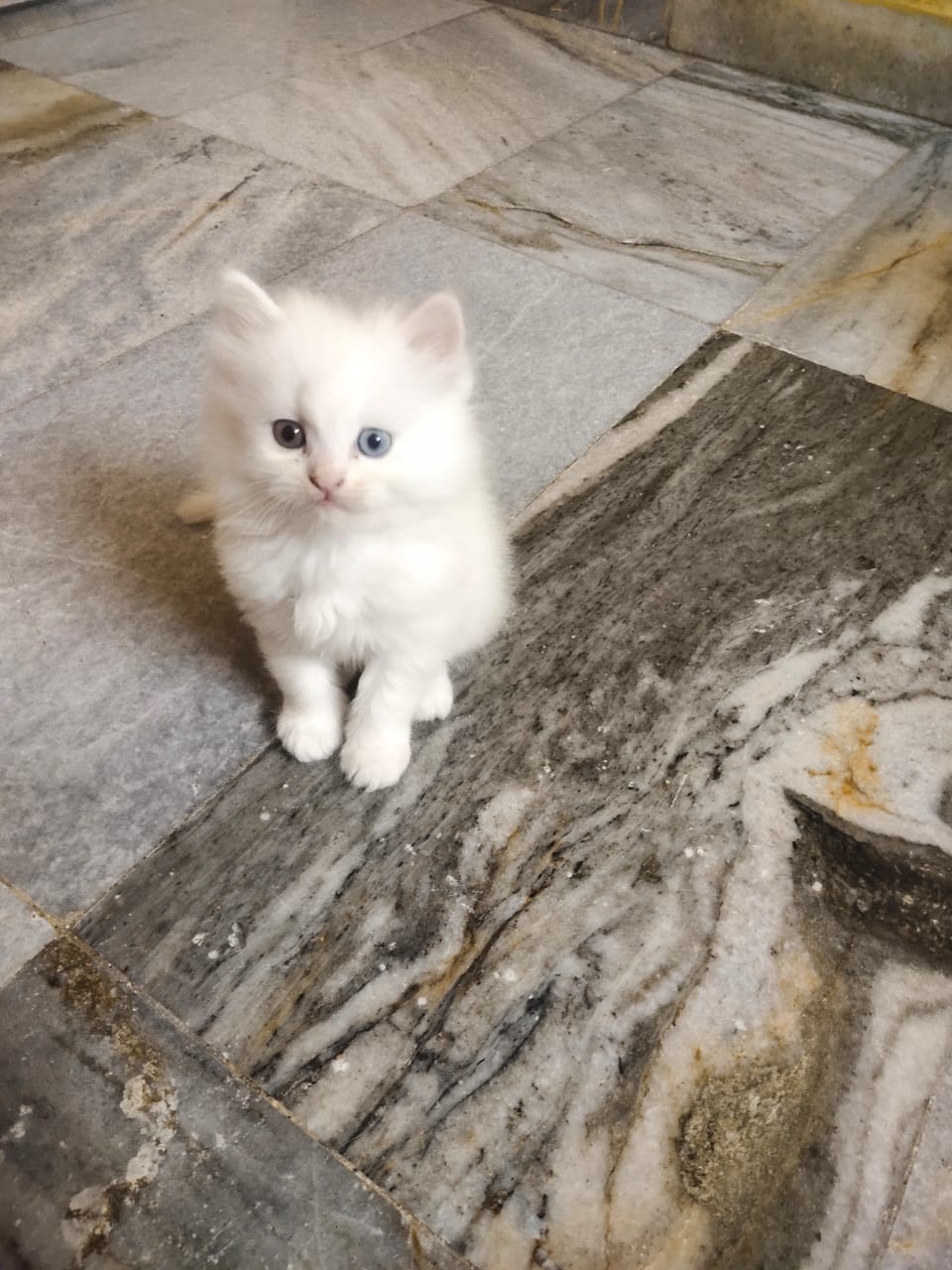 Cat Image