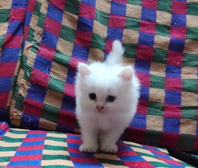 Cat Image