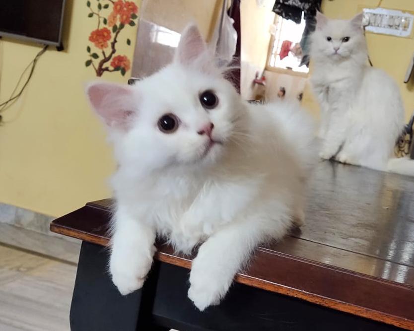 Cat Image